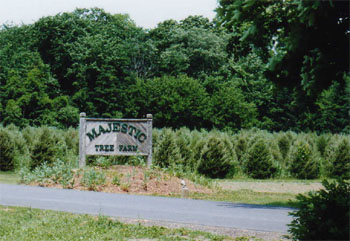 Christmas Tree Farm